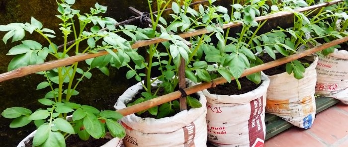 An unexpected way to grow potatoes in bags Without a plot and even on the balcony