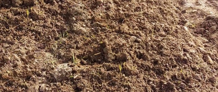 Advice from an experienced agronomist on how to soften the soil for a rich harvest