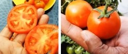 How to grow tomatoes from store-bought ones. A method for those who do not have a garden