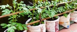 An unexpected way to grow potatoes in bags. Without a plot and even on the balcony