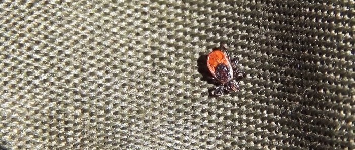 How to choose a long-lasting tick repellent that works even after 2 weeks