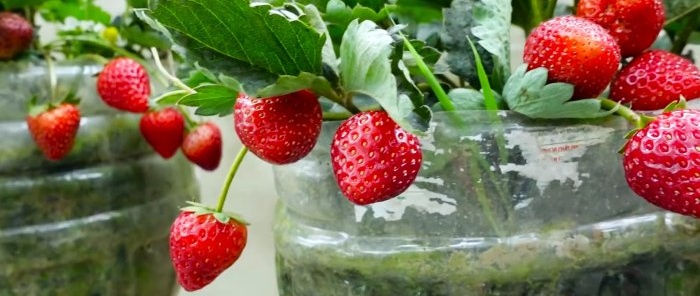 No plot needed How to grow strawberries in PET bottles