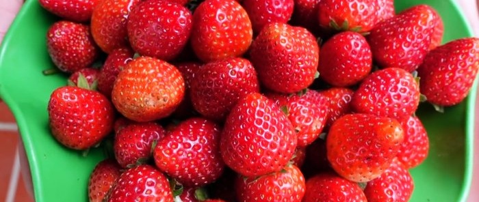 No plot needed How to grow strawberries in PET bottles