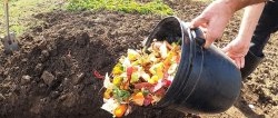 Why do experienced gardeners bury kitchen waste?