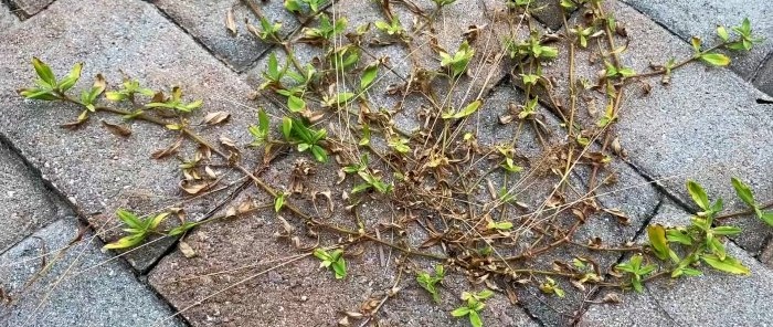 How to easily remove grass between tiles without buying chemicals