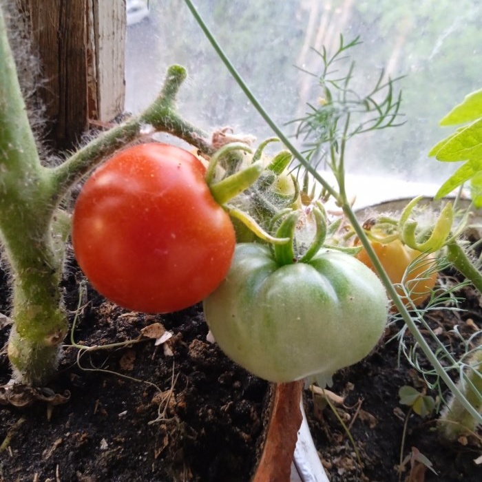 How to speed up the ripening of tomatoes