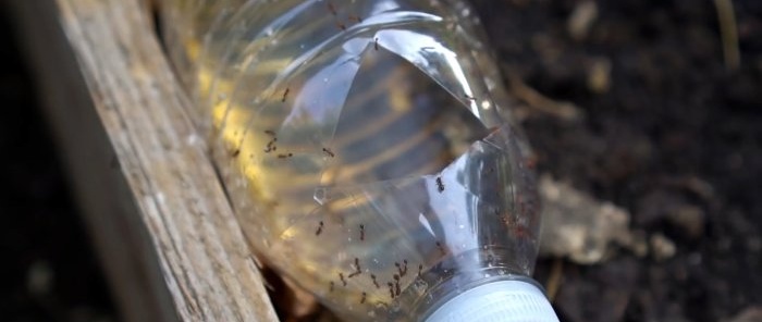 How to make a trap to effectively combat ants in garden beds