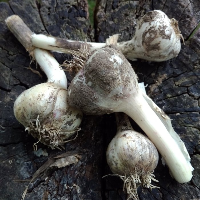 Proper preparation of garlic for long-term storage