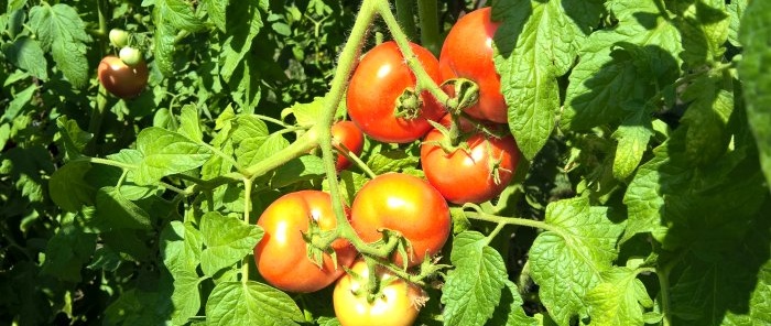 How to speed up the ripening of tomatoes in August - tricks and stimulating fertilizing