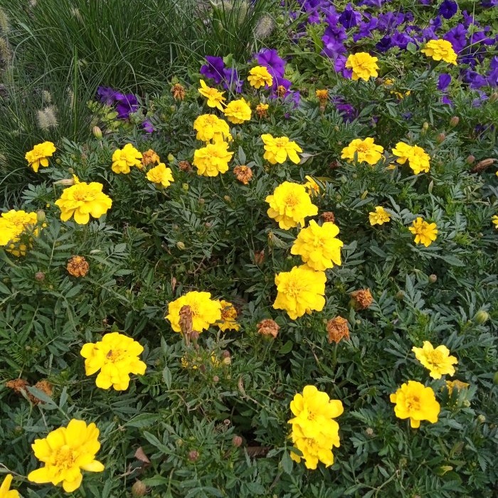 Feeding petunias to extend the flowering period in early autumn