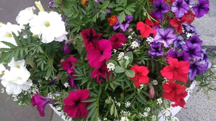 Feeding petunias to extend the flowering period in early autumn