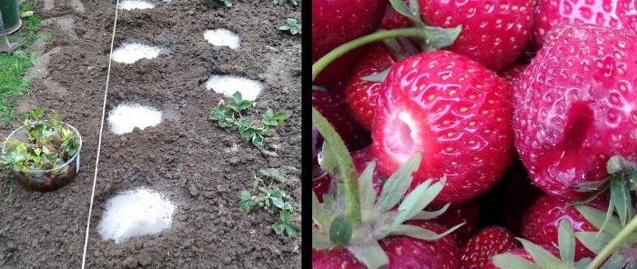 All the subtleties of planting garden strawberries in the fall for a big harvest