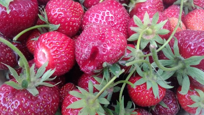 All the subtleties of planting garden strawberries in the fall for a big harvest