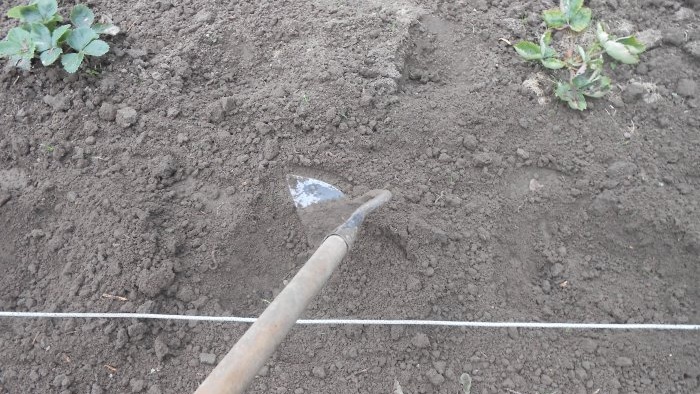 All the subtleties of planting garden strawberries in the fall for a big harvest