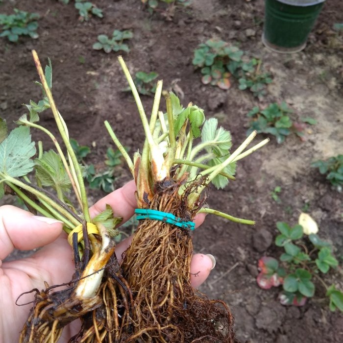 All the subtleties of planting garden strawberries in the fall for a big harvest