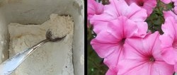 Feeding petunias to extend the flowering period in early autumn