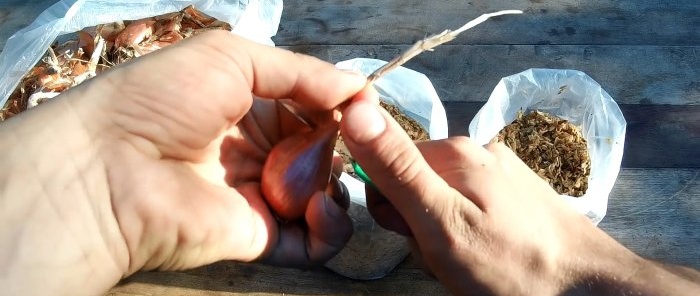 3 best ways to grow onions on a windowsill in winter