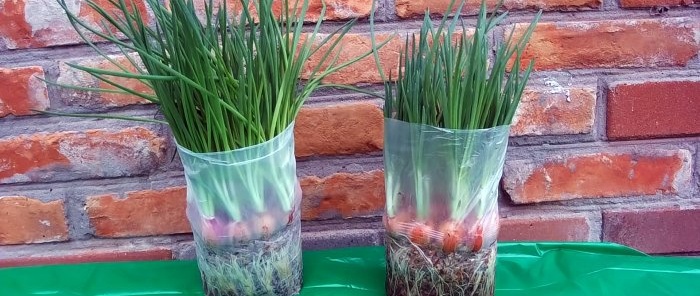 3 best ways to grow onions on a windowsill in winter