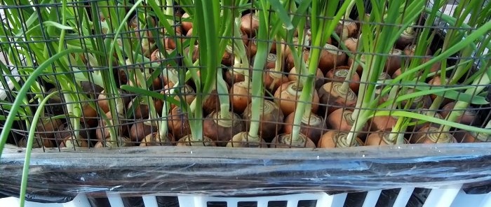 3 best ways to grow onions on a windowsill in winter