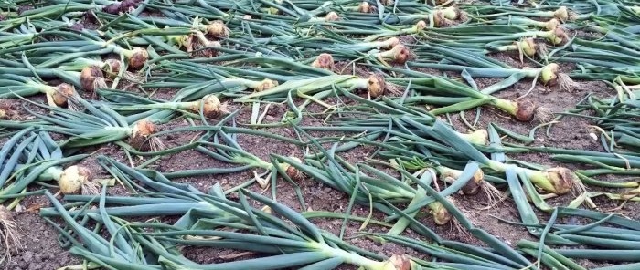 How to properly prepare onions for maximum long-term storage