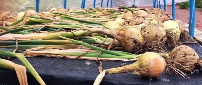 How to properly prepare onions for maximum long-term storage