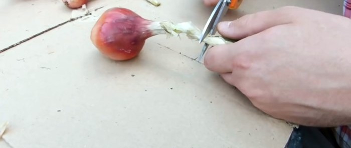 How to properly prepare onions for maximum long-term storage