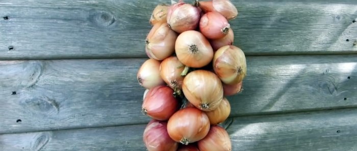 How to properly prepare onions for maximum long-term storage