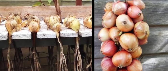 How to properly prepare onions for maximum long-term storage