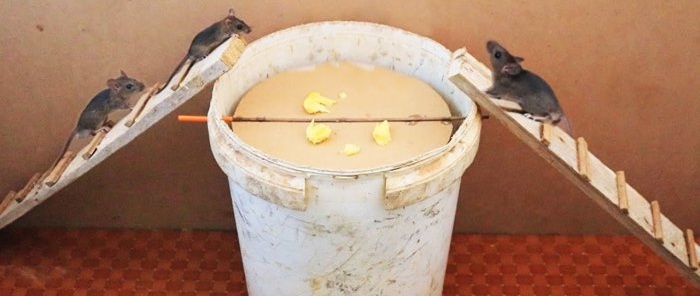 How to make a mouse trap from a plastic bucket