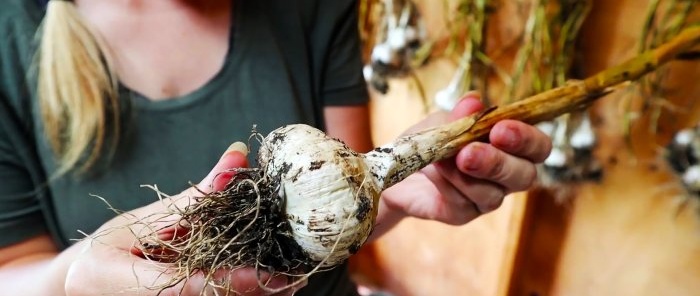 How to save garlic until next year