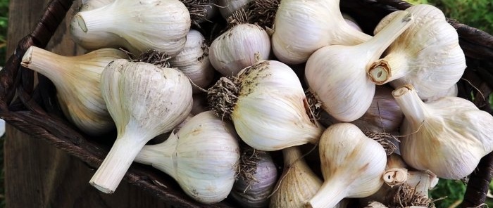 How to save garlic until next year