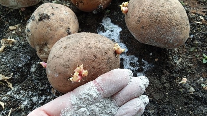 Treating potatoes with ash before planting to increase yield