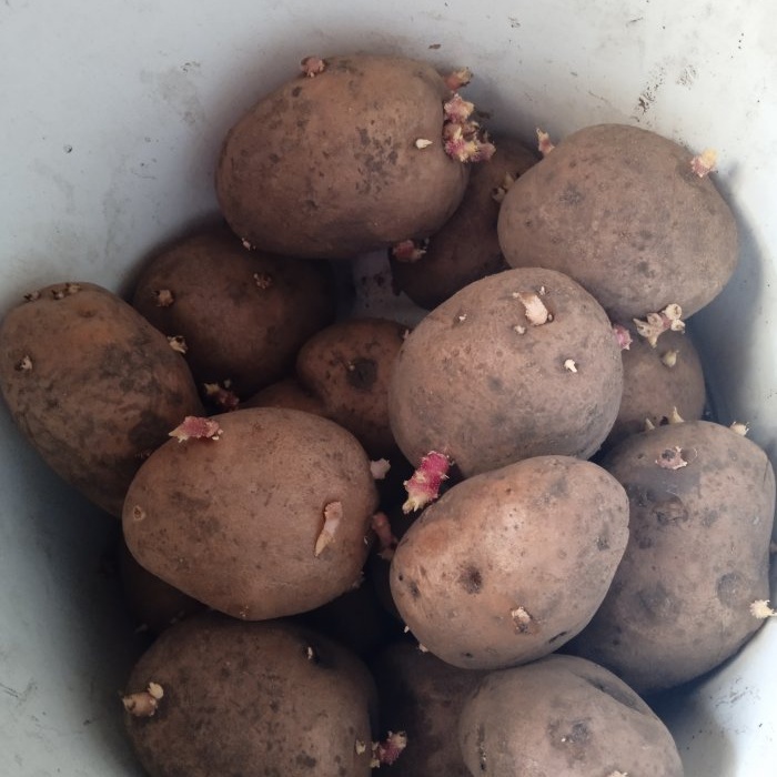 Treating potatoes with ash before planting to increase yield