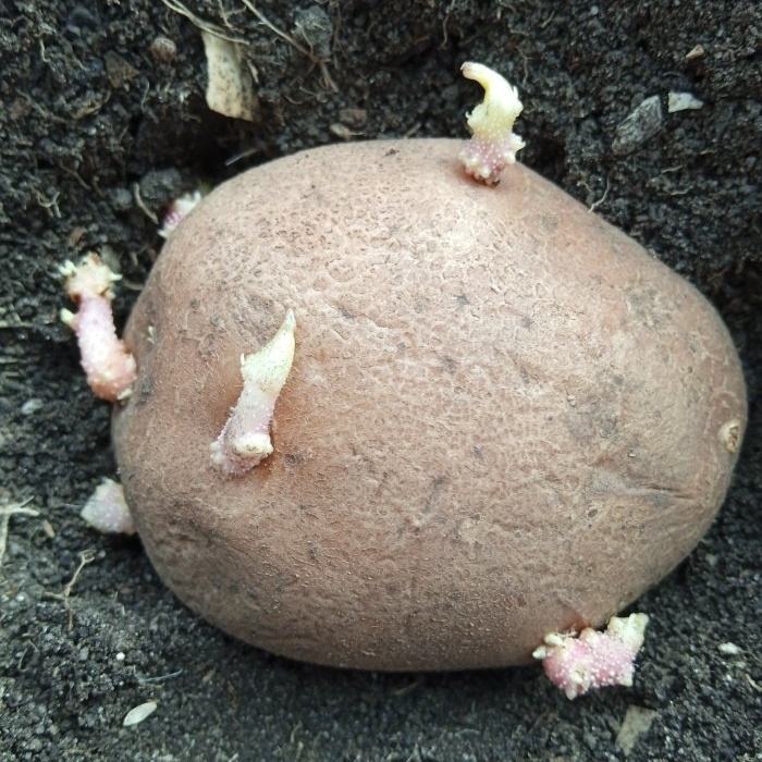 Treating potatoes with ash before planting to increase yield