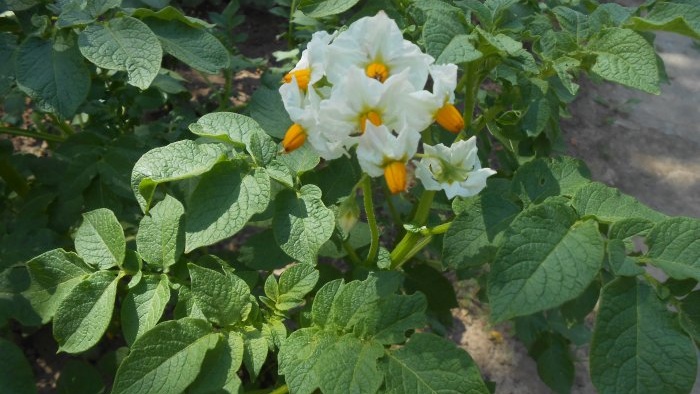 Treating potatoes with ash before planting to increase yield