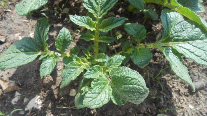 Treating potatoes with ash before planting to increase yield