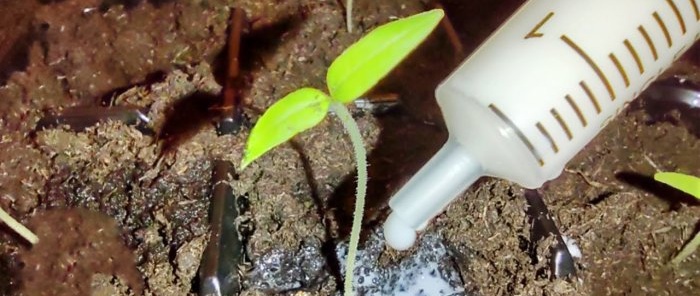 How to get strong and high-quality seedlings