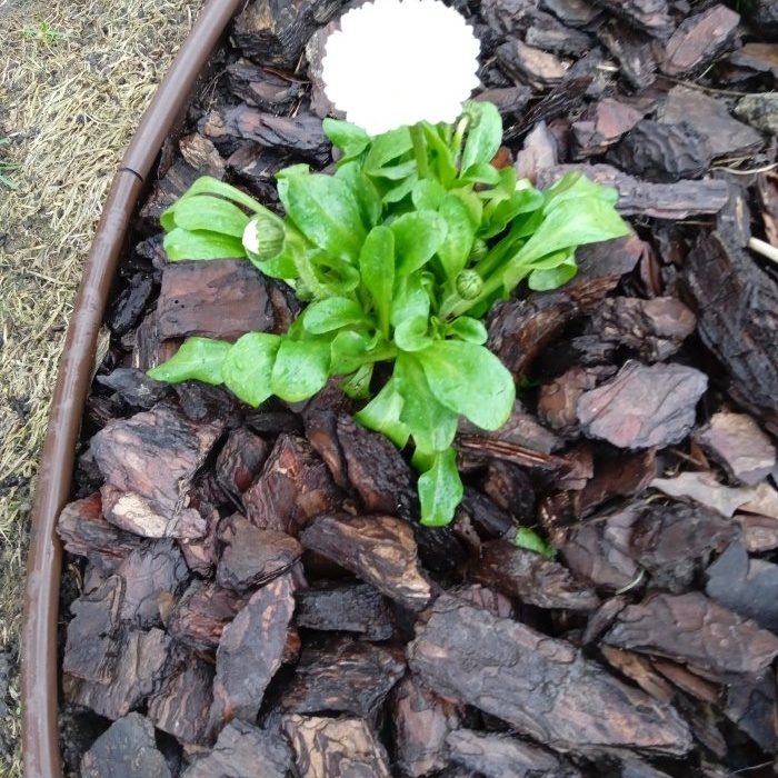 Using pine bark mulch in the garden