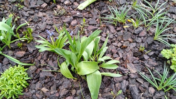 Using pine bark mulch in the garden