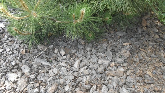 Using pine bark mulch in the garden