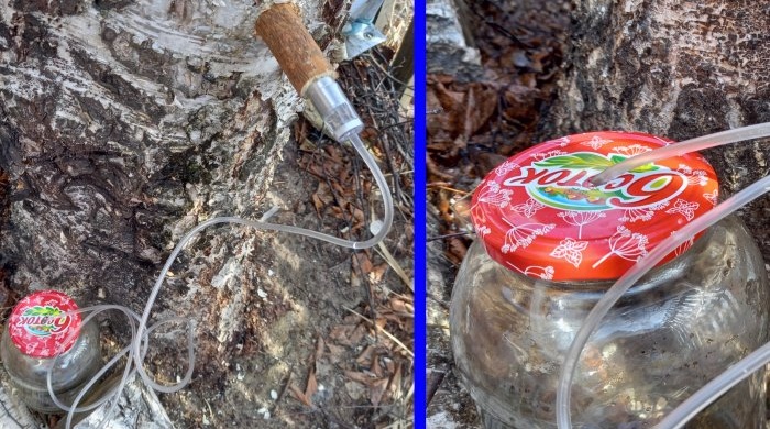 How to properly collect birch sap with minimal damage to the tree