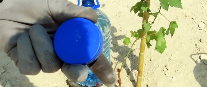 How to make a drip irrigation system from PET bottles