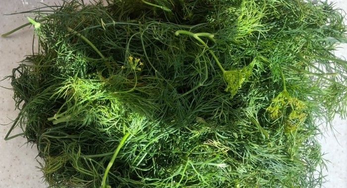 How to freeze dill, parsley and other greens - basic rules