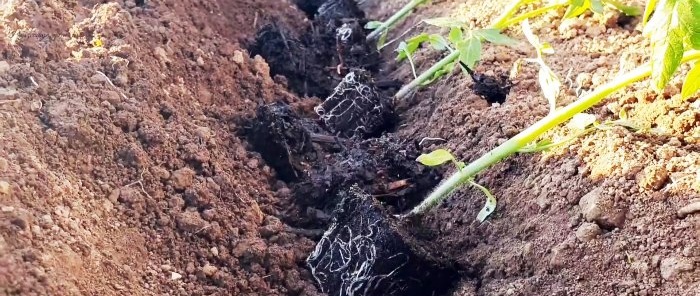 Plant a tomato this way and get a strong and healthy harvest