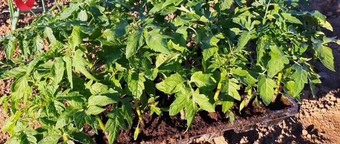 Plant a tomato this way and get a strong and healthy harvest