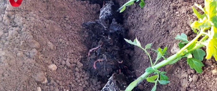 Plant a tomato this way and get a strong and healthy harvest