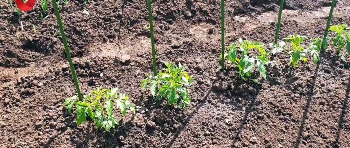 Plant a tomato this way and get a strong and healthy harvest