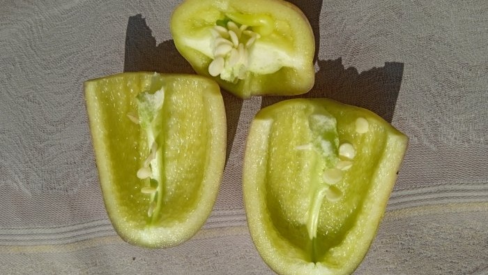 The secret of preparing pepper seeds to increase the germination of planting material